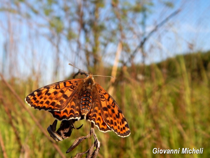 Melitae didyma M e F